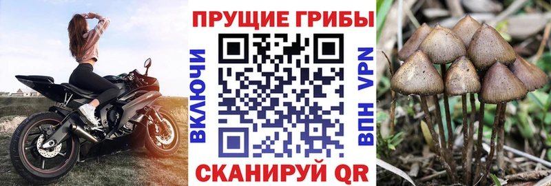 Купить Высоковск Галлюциногенные грибы GOLDEN TEACHER